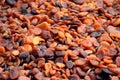 Sun-dried organic Turkish apricots