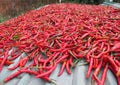 Sun dried red chili pepper