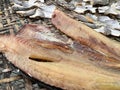 Sun dried salty preservation tilapia nile fish