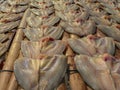 Sun dried salty preservation tilapia nile fish