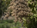 Sun dried sicilian oregano leaf Royalty Free Stock Photo