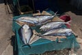 Sun dries stockfish - Ban Klong Mad fishing Village