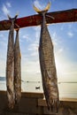 Sun dry of mackerel fish in prachuap khiri khan southern of thai Royalty Free Stock Photo