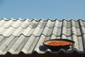 Sun drying chilli on a roof