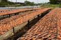 Sun-drying freshly caught fish