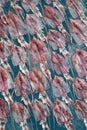 Sun drying squid,thailand Royalty Free Stock Photo