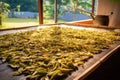 sun-drying tea leaves on a large woven mat Royalty Free Stock Photo
