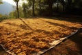 sun-drying tea leaves spread on a large mat outdoors Royalty Free Stock Photo