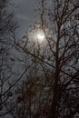 Sun eclipse and winter tree branches with cloudy sky