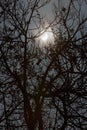 Sun eclipse and winter tree branches