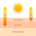 Sun exposure concept. UVA and UVB rays penetrates into dermis and epidermis. Royalty Free Stock Photo