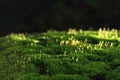 Sunshine Green Moss In The Forest. Magic Nature Royalty Free Stock Photo
