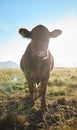 Sun, farming and portrait of cow, animal in countryside with mountains and meadow, sustainable dairy and beef production Royalty Free Stock Photo