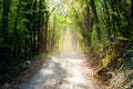 Sun filtering in the chestnut wood Royalty Free Stock Photo