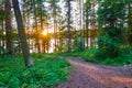 Sun filtering thought pines along a trail at Ponderosa State Park, McCall Idaho Royalty Free Stock Photo