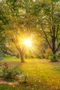 Sun filtering thru the trees in autumn Royalty Free Stock Photo