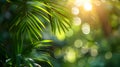 The sun filters through the palm trees leaves in the forest Royalty Free Stock Photo