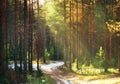 Sun, the first snow forest summer road Royalty Free Stock Photo