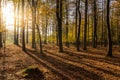 Sun flare in autumn in the forest near Borger