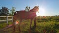 SUN FLARE: Brown senior gelding enjoying his retirement on a peaceful ranch. Royalty Free Stock Photo