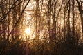 Sun flare through a group of trees in a forest outdoors in nature at sunset. Closeup view of dense woods with sunshine