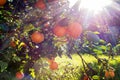 Sun flare in an Orange grove Royalty Free Stock Photo