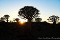 Sun flare at sunset through Quiver Tree Forest in silhouette Keetsmanshoop Royalty Free Stock Photo