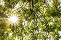 Sun flare though fresh leaves in bright spring time Royalty Free Stock Photo