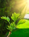 Sun flares over green sprout on the top of tree branch