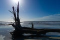 Sun and flares silhouette of a fallen tree on ocean front beach scene Royalty Free Stock Photo