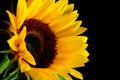 Sun Flower Royalty Free Stock Photo