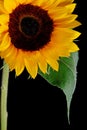 Sun Flower Royalty Free Stock Photo