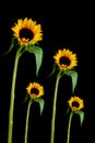 Sun Flower Royalty Free Stock Photo