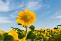 Sun flower against a blue sky