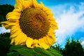 Sun flower against a blue sky