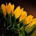 Sun flower Royalty Free Stock Photo