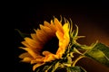 Sun flower 2 Royalty Free Stock Photo
