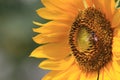 Sun Flower & Bee Detail Close up Plant nature