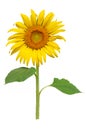 Sun flower blooming