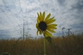 A sun flower blowing in the wind under the power lines