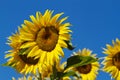 Sun Flower blue Sky Royalty Free Stock Photo