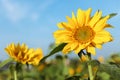 Sun flower with blue sky