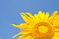 Sun Flower on blue sky background