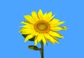 Sun flower Royalty Free Stock Photo