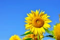 Sun flower Royalty Free Stock Photo