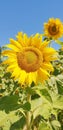 Sun Flower from Bowan Basin