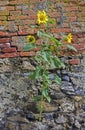 Sun flower and brick wall Royalty Free Stock Photo