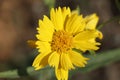 Sun flower close up with blur background.