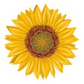 Sun flower close up drawing. Helianthus annuus. Isolated cartoon.