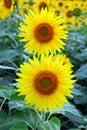 Sun flower closeup